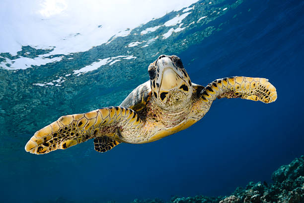 istock Eretmochelys imbricata - hawksbill sea turtle 176424345