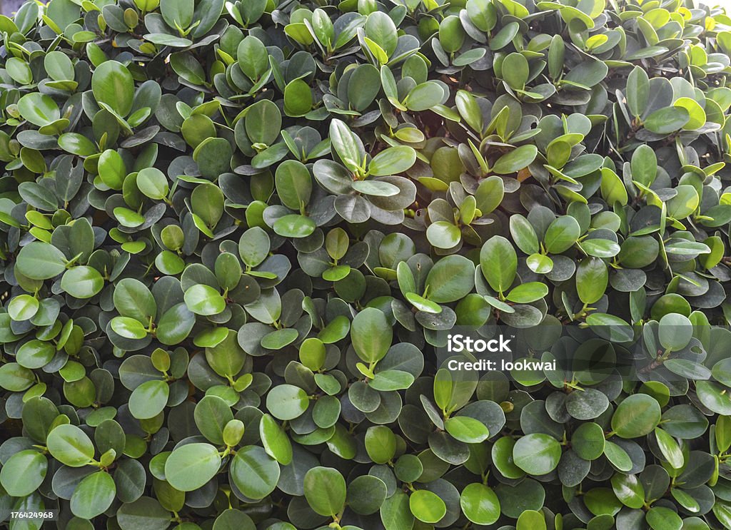 Grüne Blätter - Lizenzfrei Ast - Pflanzenbestandteil Stock-Foto