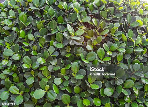 Grüne Blätter Stockfoto und mehr Bilder von Ast - Pflanzenbestandteil - Ast - Pflanzenbestandteil, Blatt - Pflanzenbestandteile, Farbiger Hintergrund