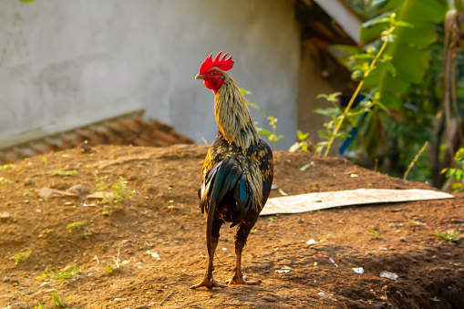 Majestic Rooster Crow: Rural Farmyard Photography