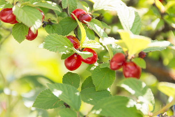 Close up ripe bright red berries of Prunus virginiana, called bitter-berry, chokecherry tree.