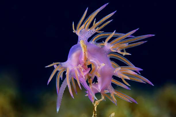 istock Nudibranche Flabelline 176426590
