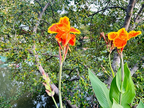 Three orange flowers of an horticultural variety of Alstromeria blooming in a Chilean garden
