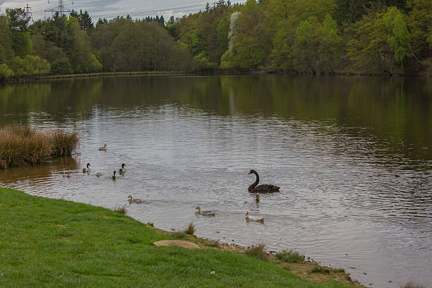 waterbirds - waterbirds ストックフォトと画像