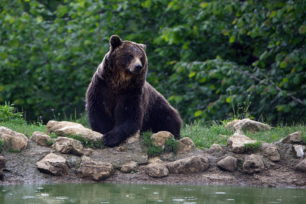 Brown bear live in romanian forest only in the wildest forest of the Carpathian Mountains.The number of the Brown bear that live only in Romania is roughly 6000.In this way Romania is a very lucky country because in the most of Europe the brown bear has missing or the number is very very low.