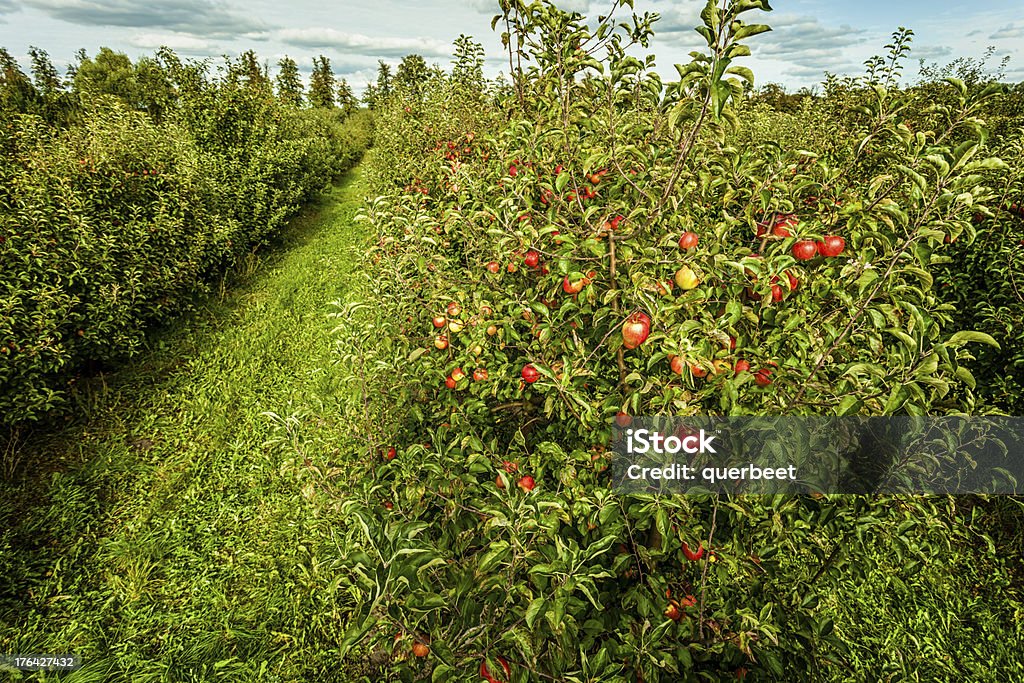 Bäume mit roten Äpfel in einer Reihe - Lizenzfrei Apfel Stock-Foto