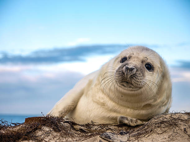 jovem cinza filhote de foca - grypus - fotografias e filmes do acervo