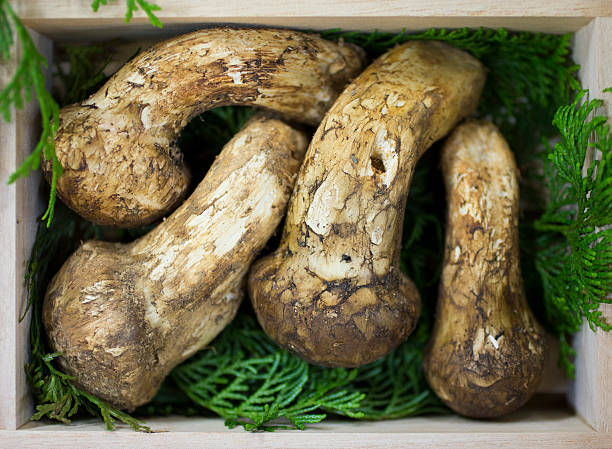 Matsutake Mushrooms Matsutake mushrooms are prized by the Japanese and Chinese for their distinct spicy-aromatic odor. matsutake mushroom stock pictures, royalty-free photos & images