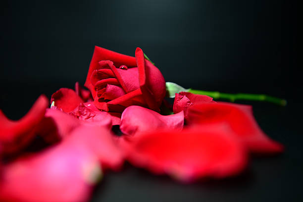 istock Close up rose with Drop in black background 176429107