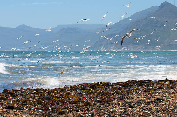 Cape Town Sea View Seagulls hover over coastline at Kommetjie with Table Mountain rear view kommetjie stock pictures, royalty-free photos & images