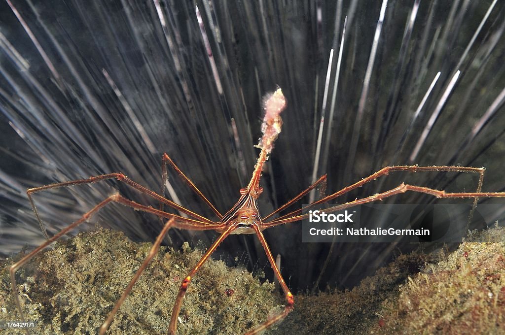 Crabe Flèche, Martinique, Araignée nez pointu - Photo de Au fond de l'océan libre de droits