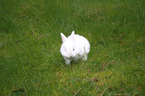 A white baby rabbit in the centre of a grassy green field at springtime.