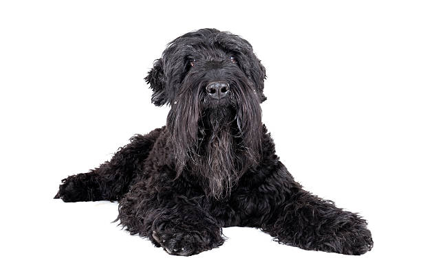 black terrier on a white background black terrier on a white background terrier stock pictures, royalty-free photos & images