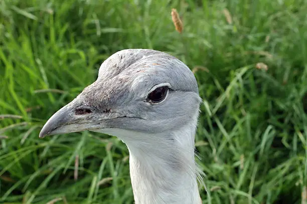 One of the biggest and rarest bird in Europe the great bustard.