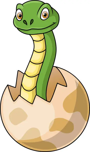 Vector illustration of Cute cartoon snake hatching on white background