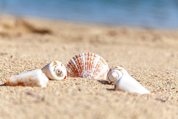 Seashells IV - foto de stock