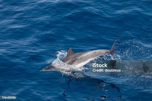 Saltar De Dolphin Foto de stock y más banco de imágenes de Agua - Agua, Agua estancada, Alegría