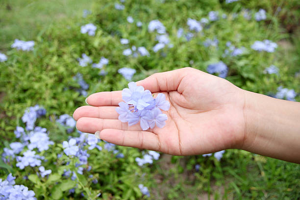 istock Purple flowers in the backyard on hand. 176430171