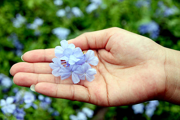 istock Purple flowers in the backyard on hand. 176430172