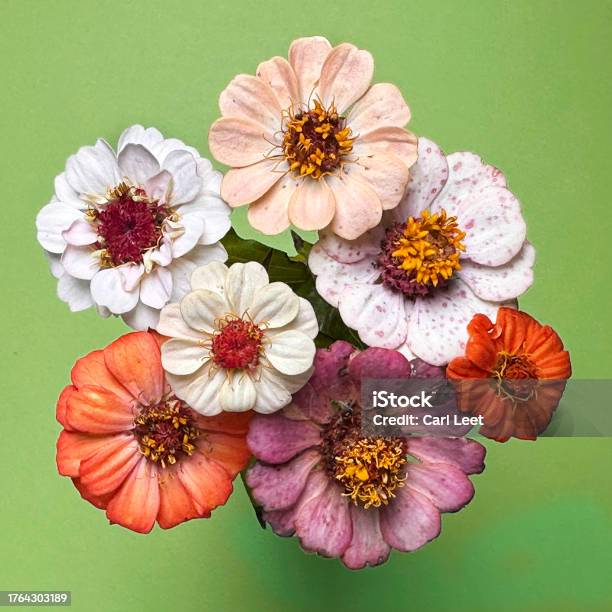 Zinnias From The Garden Stock Photo - Download Image Now - Beauty, Blossom, Botany