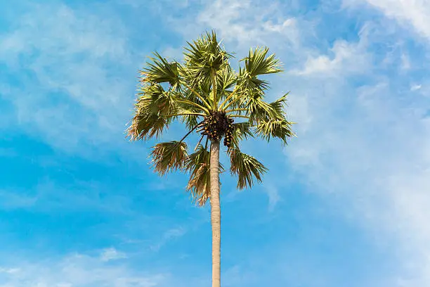 Photo of Sugar palm tree