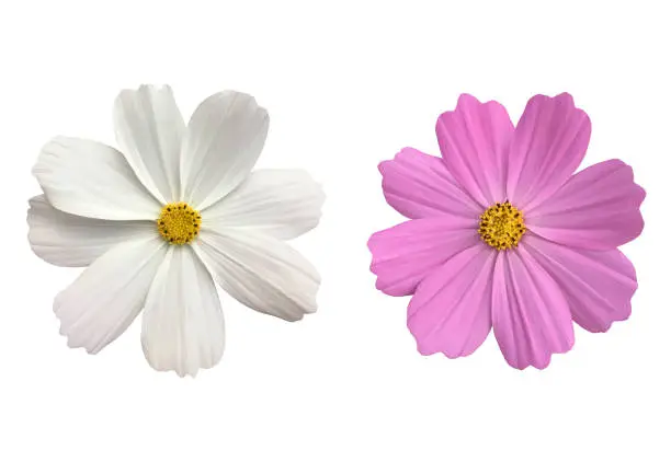 Cosmos flowers isolated on white background with clipping paths.