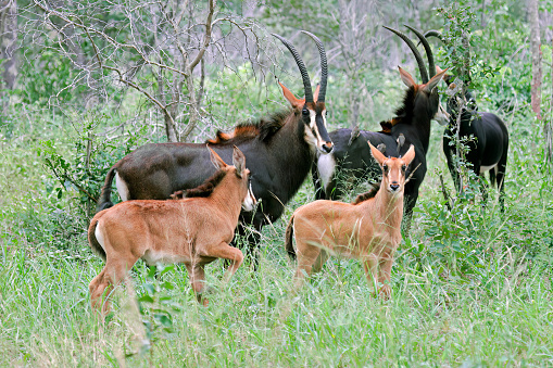 A family group of sable antelopes (Hippotragus niger), Hwange National Park, Zimbabwe