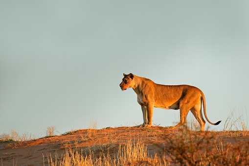 A close up image of a wild female lion. The wild lion is lying in the African savannah.