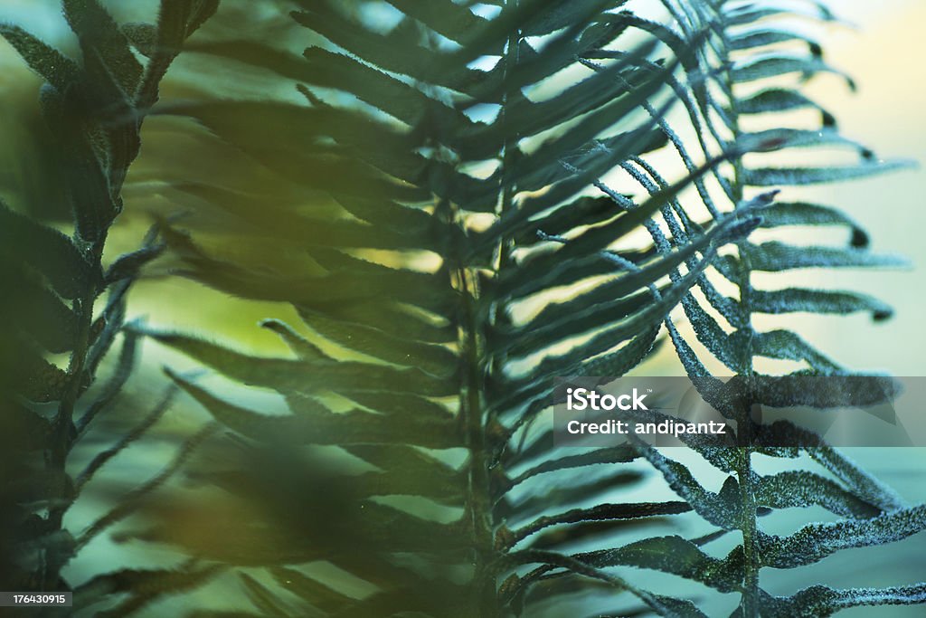 Zamrożone fern - Zbiór zdjęć royalty-free (Bez ludzi)