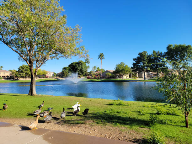 istock Ducks at the Lake Shore in Dos Lagos Park, Glendale, AZ 1764309626