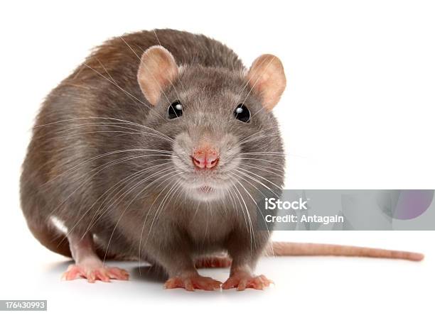 Rat Stock Photo - Download Image Now - Rat, White Background, Cut Out