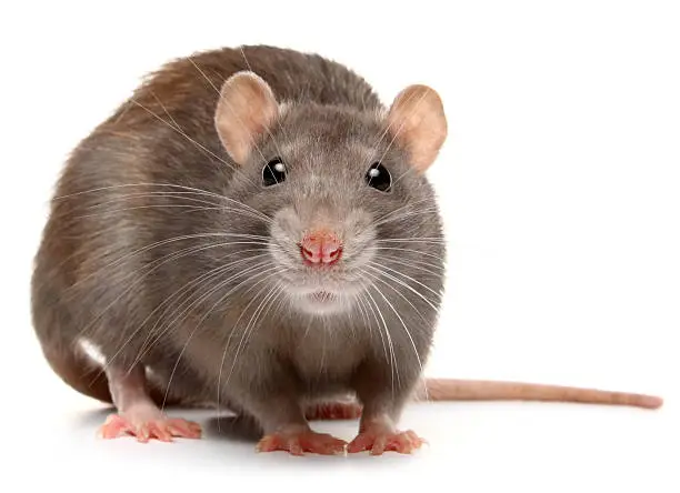 Photo of rat