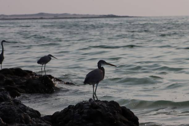 istock Beaches in Masirah Island 1764311025