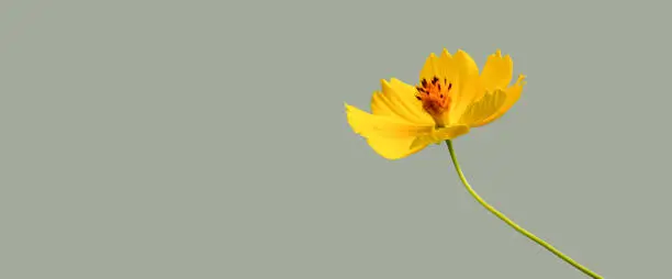 Cosmos flowers isolated on dark background with clipping paths.