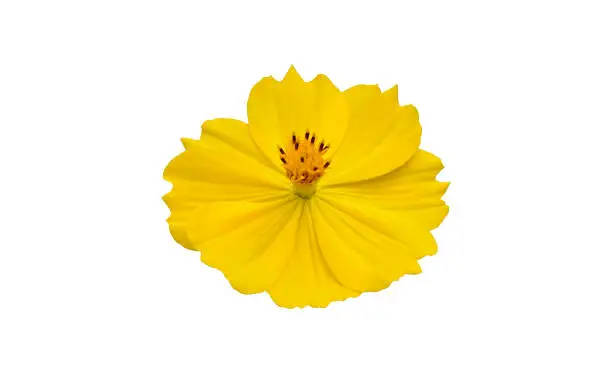 Cosmos flowers isolated on white background with clipping paths.