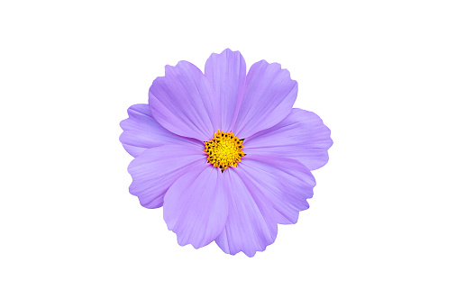 Cosmos flowers isolated on white background with clipping paths.