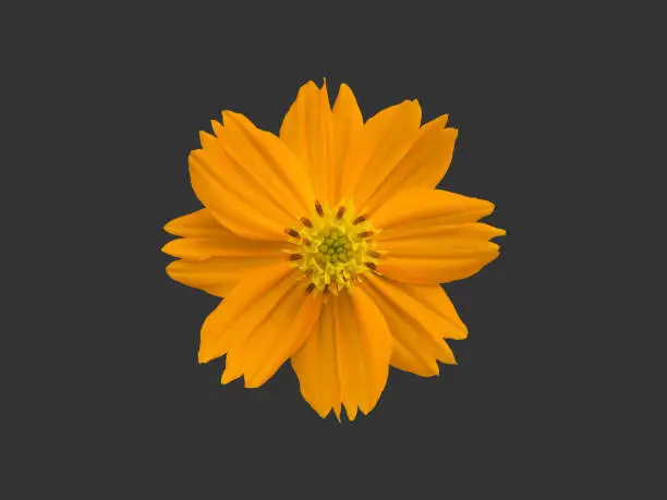 Cosmos flowers isolated on dark background with clipping paths.