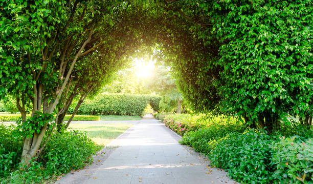 Green archway in the park at summer time