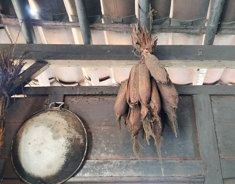 Hang the bunched corn in the kitchen to dry