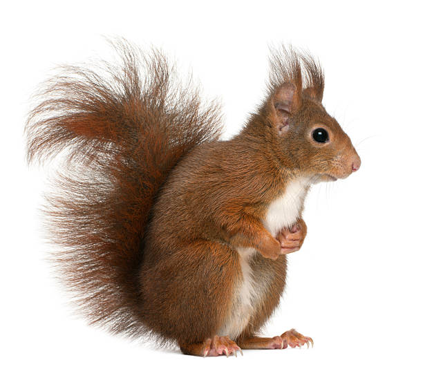 istock Side profile of a 4-year-old Eurasian red squirrel 176433265