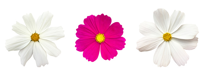 Cosmos flower isolated on white background with clipping paths.