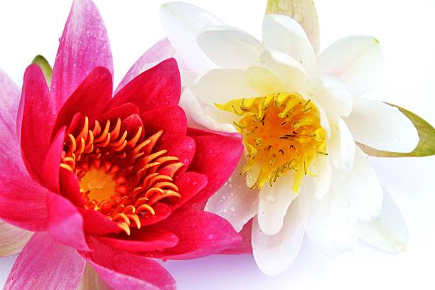 dwa kwiaty kwiat lotosu - blütenpracht zdjęcia i obrazy z banku zdjęć