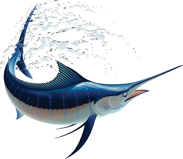 illustrations, cliparts, dessins animés et icônes de marlin bleu - swordfish