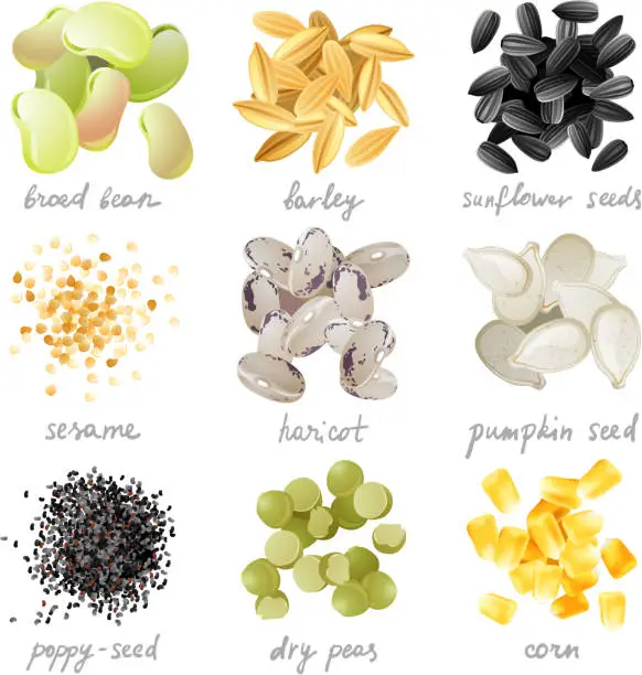 Vector illustration of Grains, seeds and beans