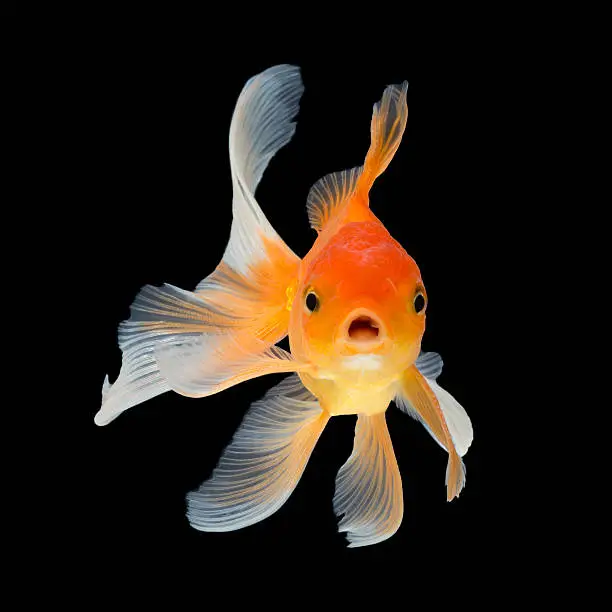 Goldfish isolated on black background