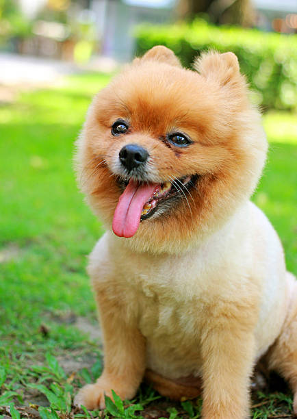 istock Cute pomeranian dog in garden 176436082