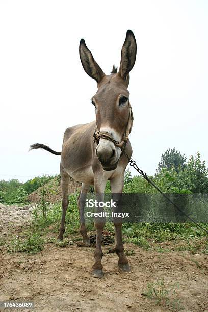 Photo libre de droit de Âne Dans Les Champs banque d'images et plus d'images libres de droit de Agriculture - Agriculture, Animal vertébré, Animaux domestiques