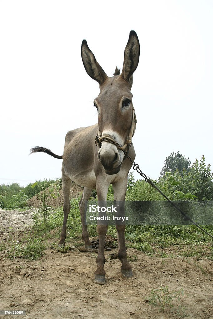 donkey в поля - Стоковые фото Democratic Party роялти-фри