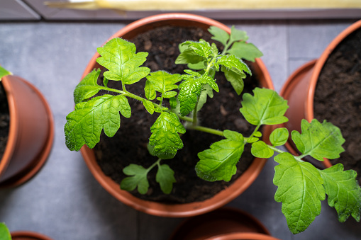 Small tomato plant in a brown pot in spring