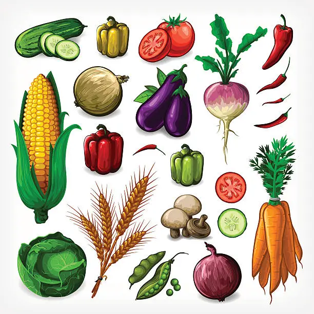 Vector illustration of Vector Vegetables Set - Complete